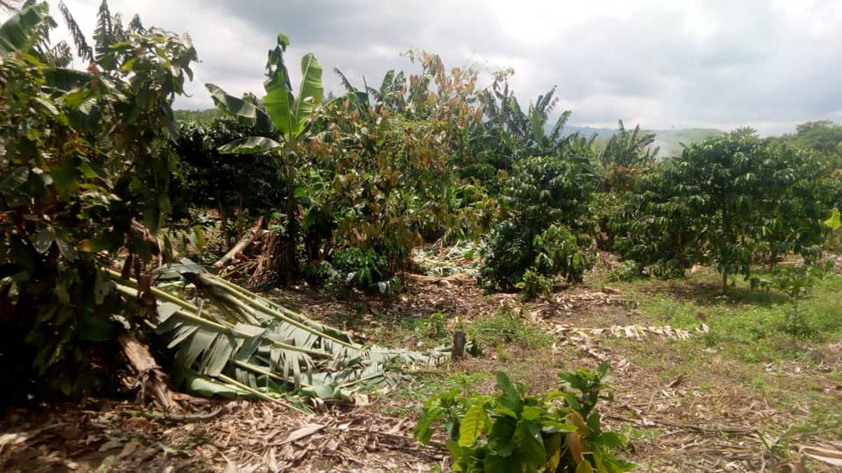 De vastes étendues de champs de maïs et maniocs détruits par des pluies à Masisi